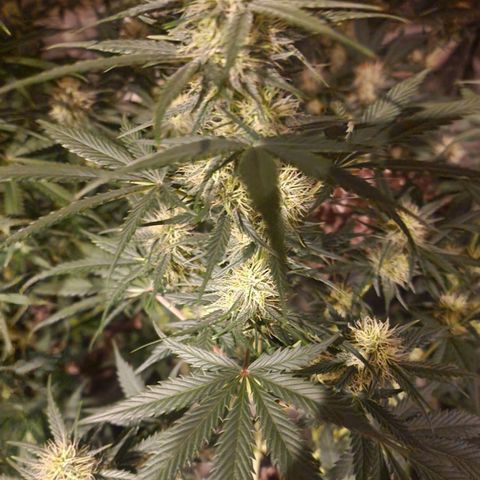 Apple Strudel  Auto growlog timeline photo