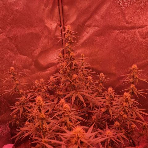 Original Auto OG Kush growlog timeline photo
