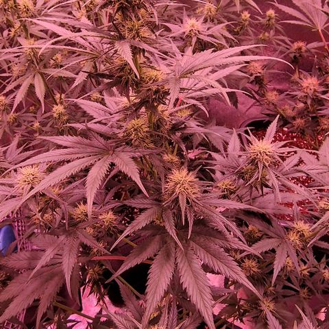 Apple Strudel  Auto growlog timeline photo