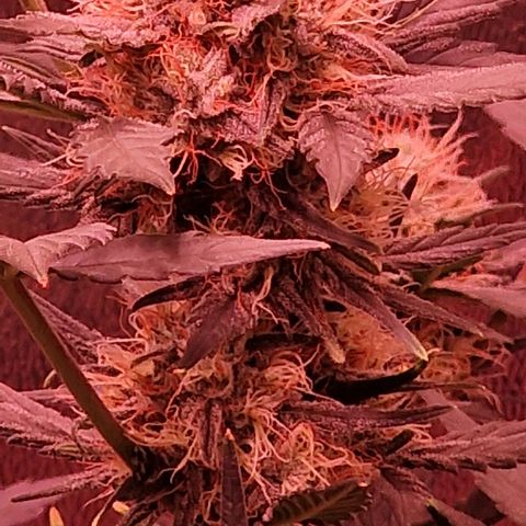 Original Auto White Widow growlog timeline photo