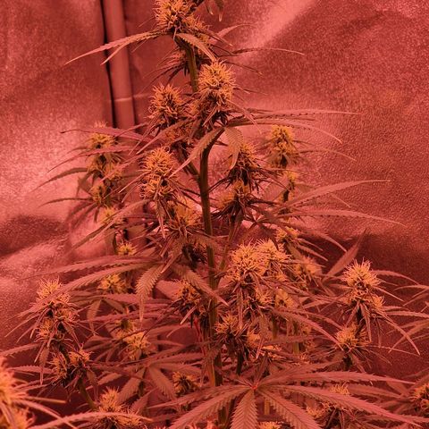 Original Auto OG Kush growlog timeline photo