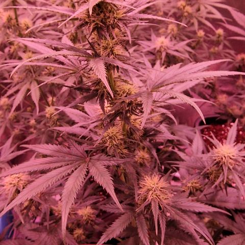 Apple Strudel  Auto growlog timeline photo