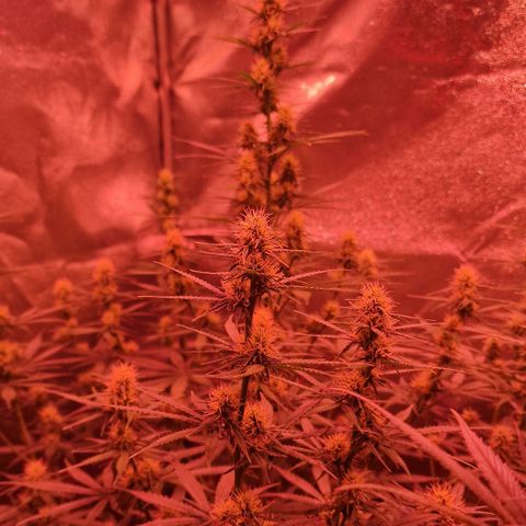 Original Auto OG Kush growlog timeline photo