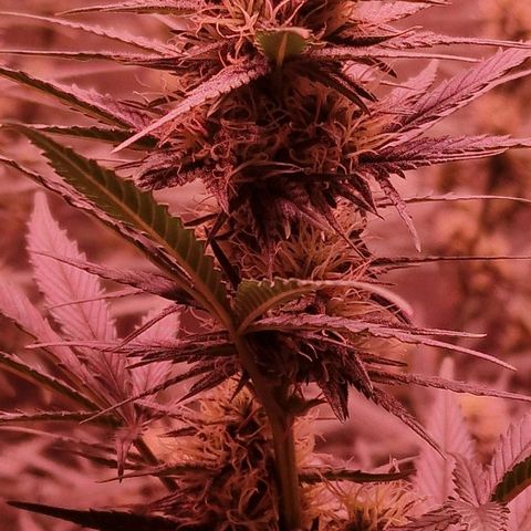 Apple Strudel  Auto growlog timeline photo