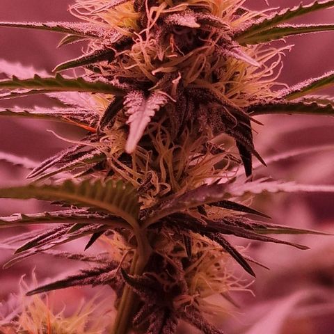 Apple Strudel  Auto growlog timeline photo