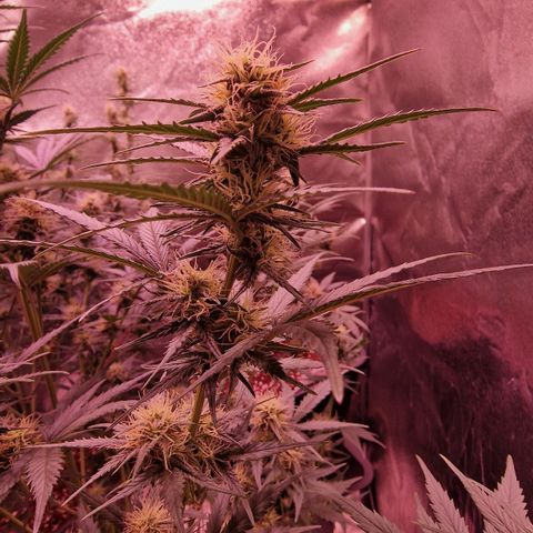 Apple Strudel  Auto growlog timeline photo