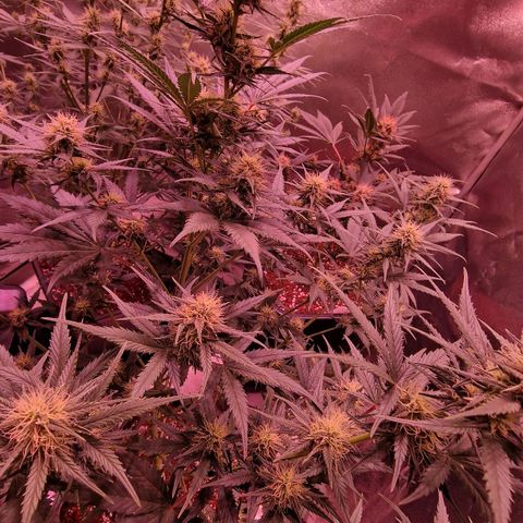 Apple Strudel  Auto growlog timeline photo