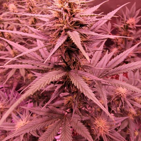 Apple Strudel  Auto growlog timeline photo