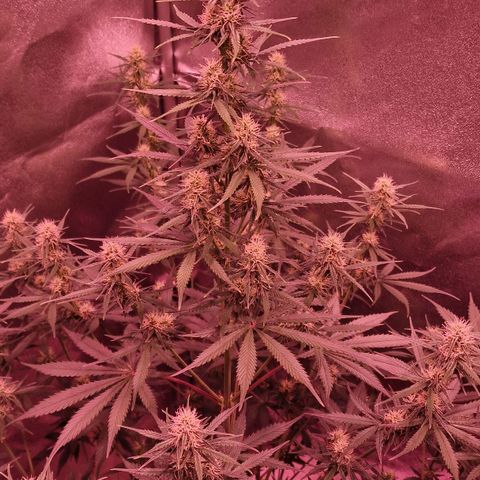 Original Auto OG Kush growlog timeline photo
