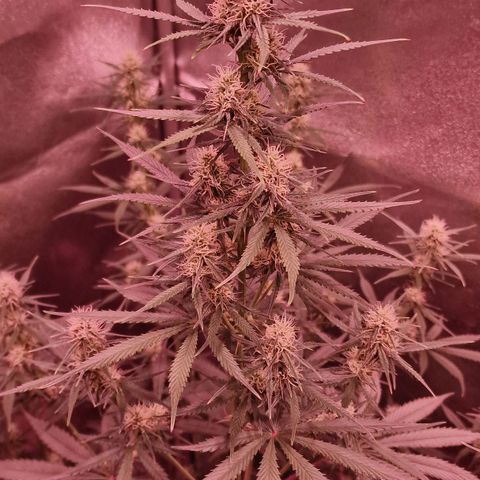 Original Auto OG Kush growlog timeline photo