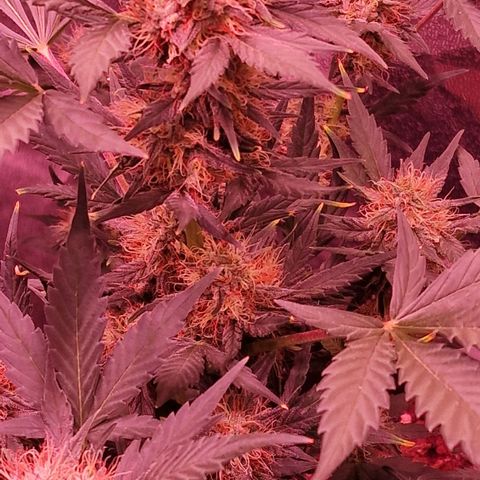 Original Auto White Widow growlog timeline photo