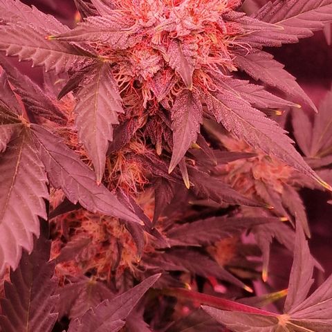 Original Auto White Widow growlog timeline photo