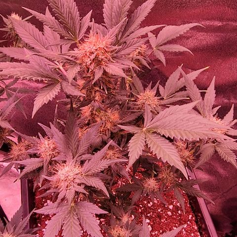 Original Auto White Widow growlog timeline photo