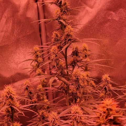 Original Auto OG Kush growlog timeline photo