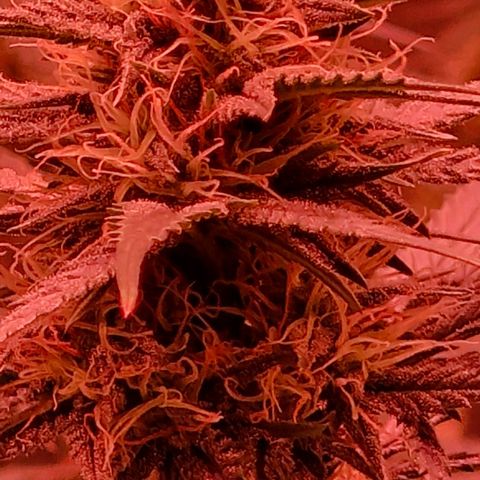 Apple Strudel  Auto growlog timeline photo