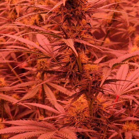 Apple Strudel  Auto growlog timeline photo