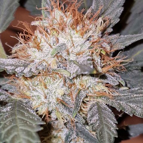 Original Auto White Widow growlog timeline photo