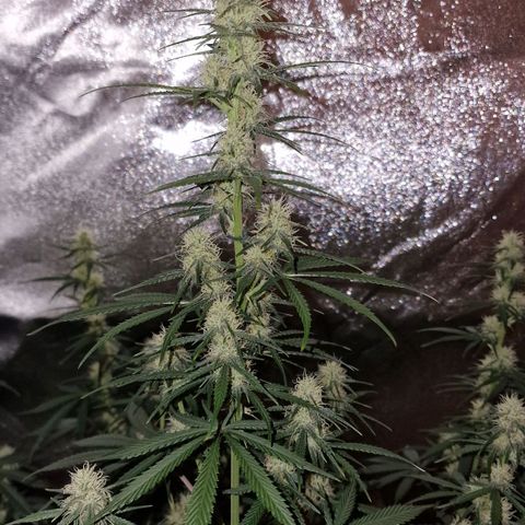 Original Auto OG Kush growlog timeline photo