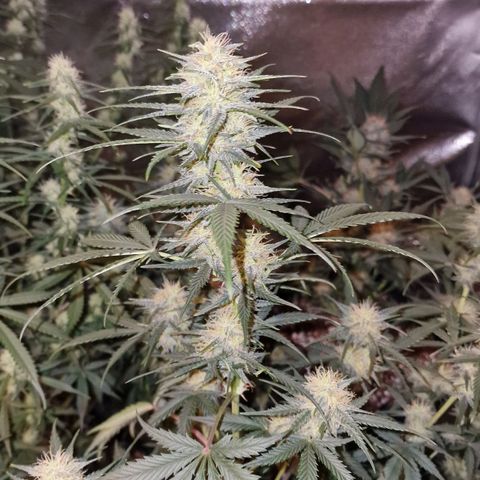 Apple Strudel  Auto growlog timeline photo