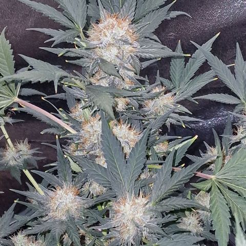 Original Auto White Widow growlog timeline photo
