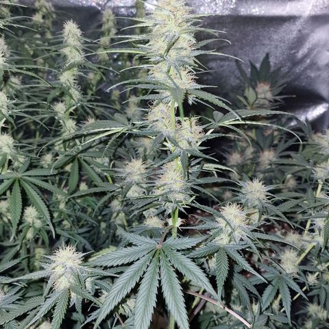 Apple Strudel  Auto growlog timeline photo