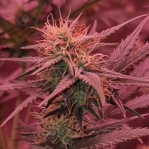 Apple Strudel  Auto growlog timeline photo