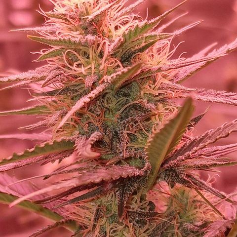 Apple Strudel  Auto growlog timeline photo