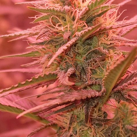 Apple Strudel  Auto growlog timeline photo