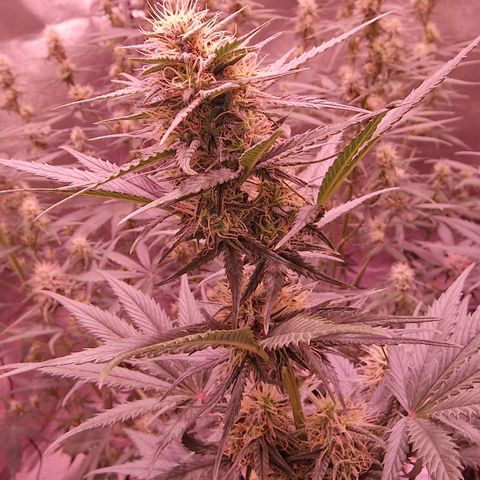 Apple Strudel  Auto growlog timeline photo