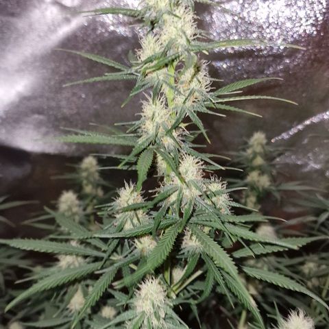 Original Auto OG Kush growlog timeline photo