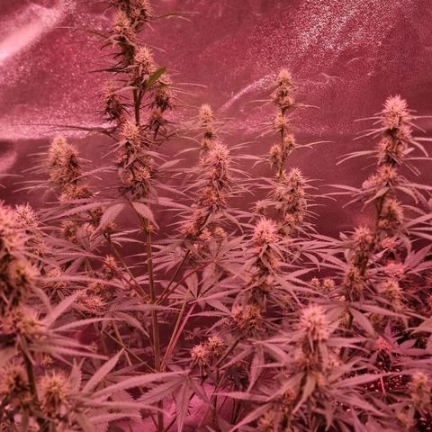 Original Auto OG Kush growlog timeline photo