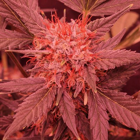 Original Auto White Widow growlog timeline photo