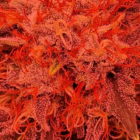 Original Auto White Widow growlog timeline photo