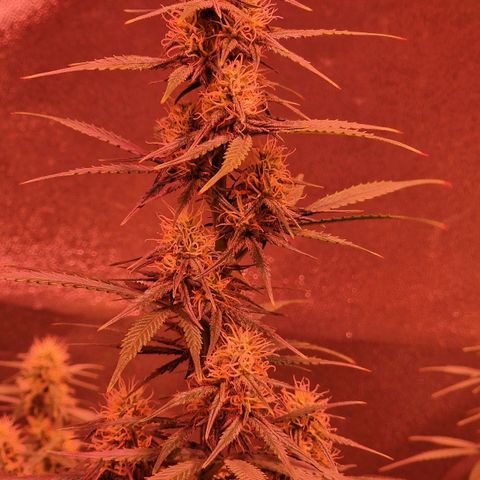 Original Auto OG Kush growlog timeline photo