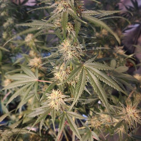 Apple Strudel  Auto growlog timeline photo