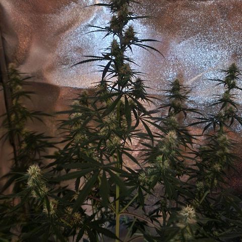 Original Auto OG Kush growlog timeline photo