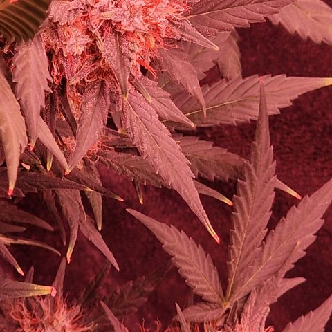 Original Auto White Widow growlog timeline photo