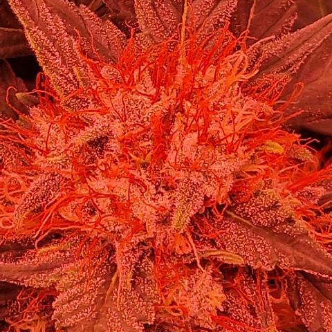 Original Auto White Widow growlog timeline photo