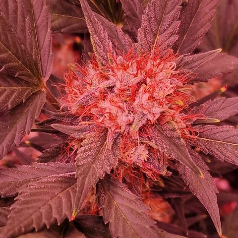 Original Auto White Widow growlog timeline photo