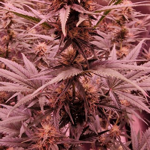 Apple Strudel  Auto growlog timeline photo