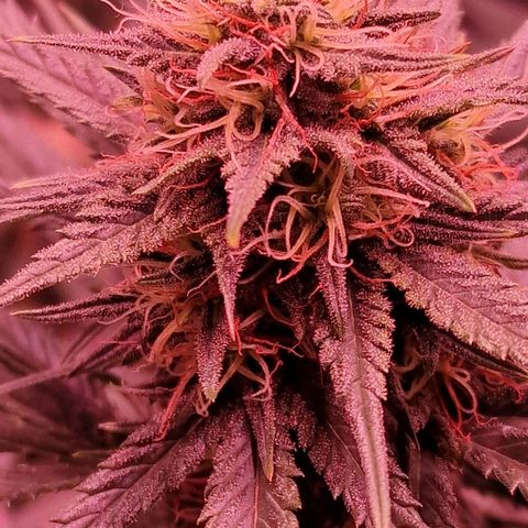 Apple Strudel  Auto growlog timeline photo