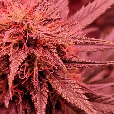 Apple Strudel  Auto growlog timeline photo