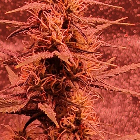 Original Auto OG Kush growlog timeline photo