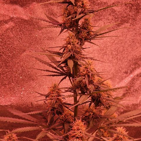 Original Auto OG Kush growlog timeline photo