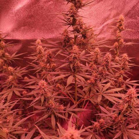 Original Auto OG Kush growlog timeline photo