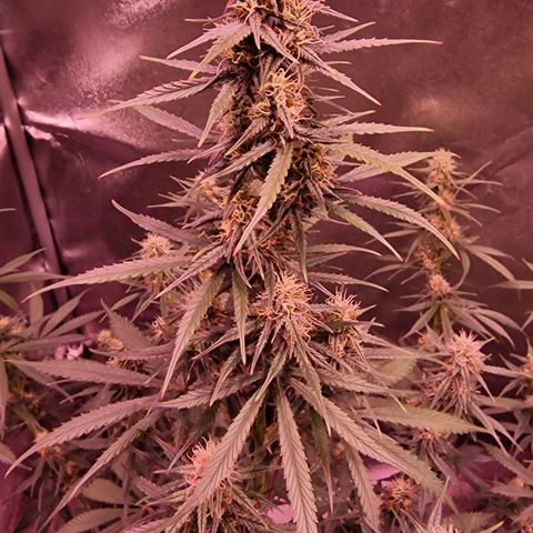 Original Auto OG Kush growlog timeline photo