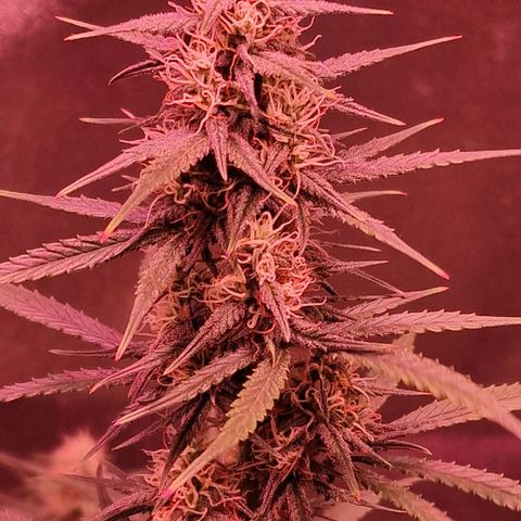 Original Auto OG Kush growlog timeline photo