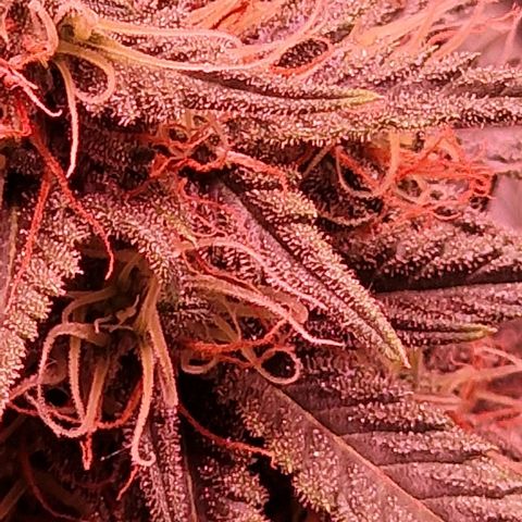 Apple Strudel  Auto growlog timeline photo