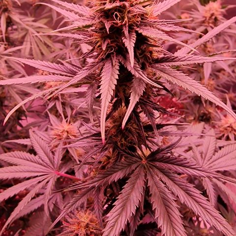Apple Strudel  Auto growlog timeline photo