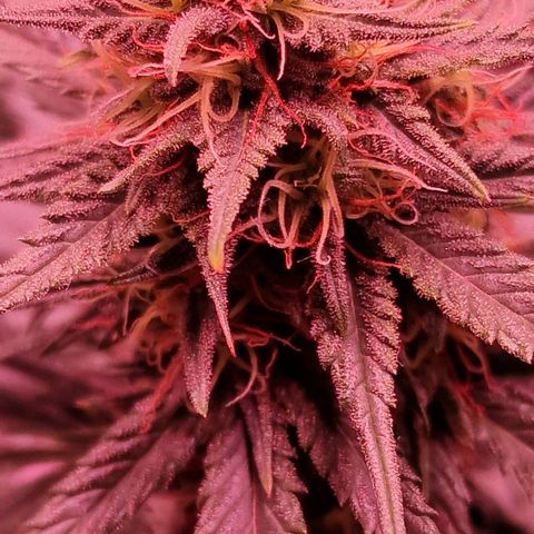 Apple Strudel  Auto growlog timeline photo
